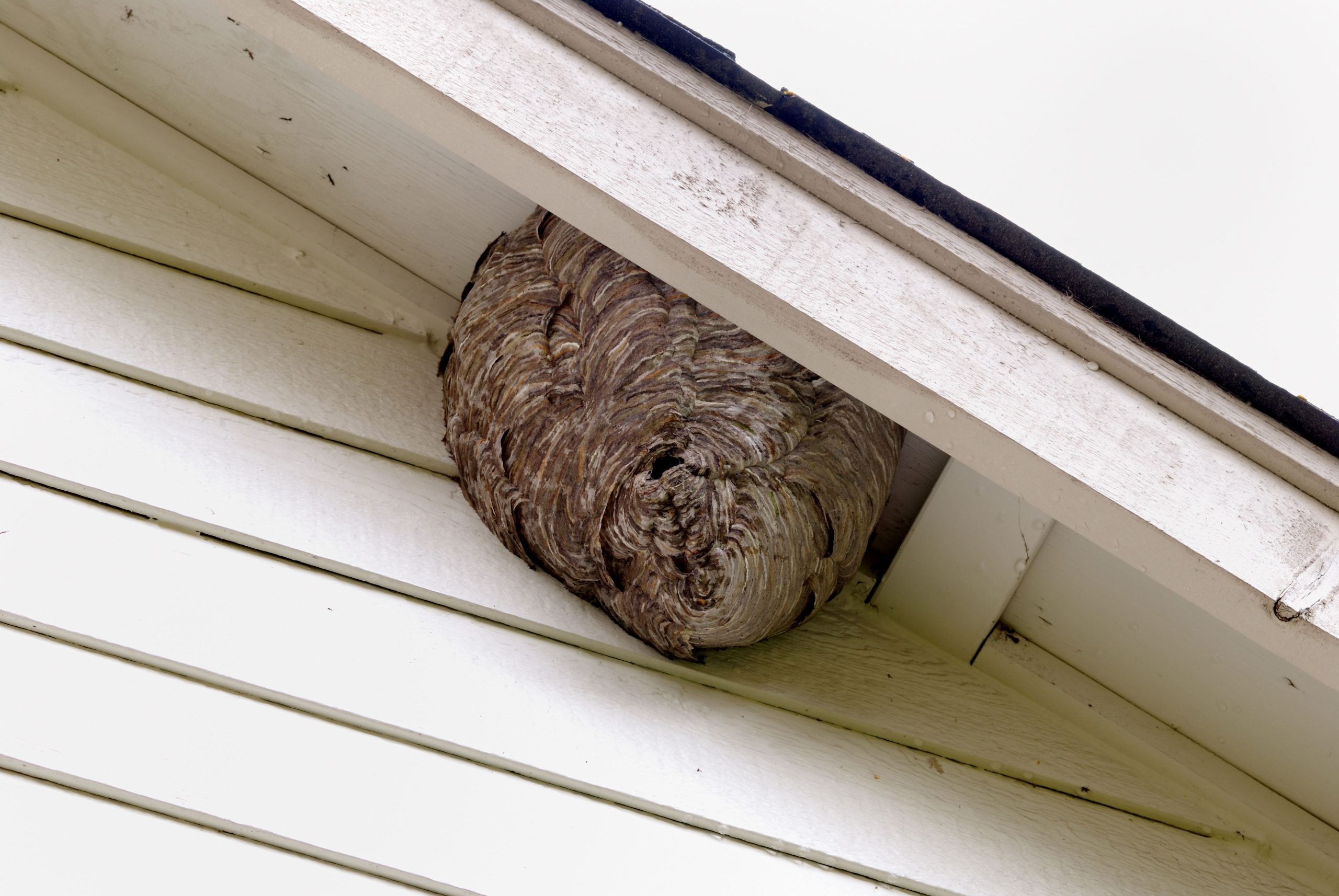 catonsville pest control